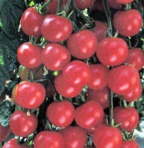 Sweetie red cherry 20 seeds